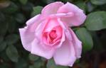 Belle of Berlin rose photo