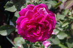Blackberry Nip rose photo