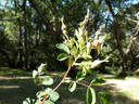 <i>Rosa multibracteata</i> Hemsl. rose photo