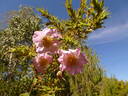 <i>Rosa multibracteata</i> Hemsl. rose photo