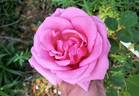 Miss Rowena Thom rose photo