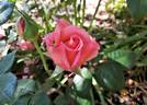 Portadown Fragrance rose photo