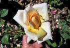 Irene Churruca rose photo
