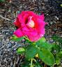 Saturnia rose photo