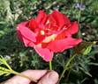 Padre rose photo