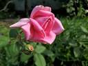 Editor McFarland rose photo
