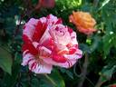 Anniversaire rose photo