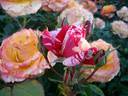 Anniversaire rose photo