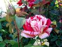 Anniversaire rose photo