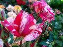 Anniversaire rose photo