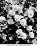 Bess Lovett rose photo