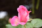 Bobby Charlton rose photo