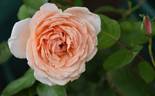 Breathe Easy rose photo