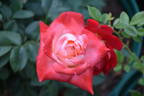 Brigadoon ™ rose photo