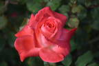 Brigadoon ™ rose photo