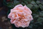 Candy Flo rose photo