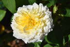 Caramel Antike Freelander ® rose photo