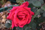 Carol Joy rose photo