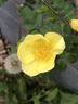 <i>Rosa xanthina</i> f. <i>normalis</i> Rehder rose photo