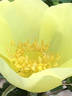 <i>Rosa xanthina</i> f. <i>normalis</i> Rehder rose photo