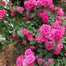 China Doll rose photo