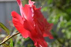 Color Magic rose photo