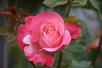 Color Magic rose photo