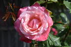 Color Magic rose photo