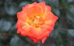Confetti (floribunda, Christensen rose photo