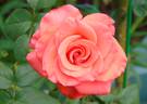 Corvette ™ rose photo