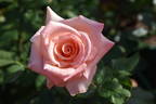 Cubana rose photo