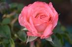 Dolce Vita ® rose photo