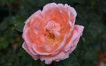 Fashion rose photo