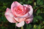 Flamingo ® rose photo