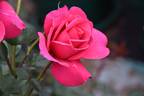 Flemington Racecourse rose photo
