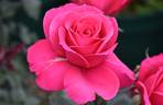Flemington Racecourse rose photo