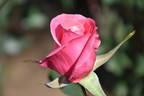 Fragrant Hour rose photo