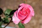Fragrant Hour rose photo