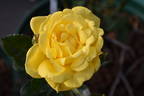 Gina Lollobrigida rose photo