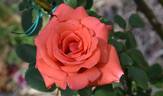 Harmonie ® rose photo