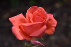 Harmonie ® rose photo