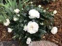White Meidiland rose photo