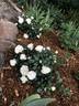 White Meidiland rose photo