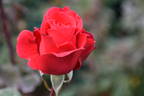 Jamaica rose photo