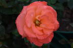 Lantern rose photo