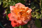 Lantern rose photo