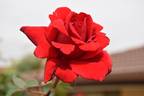 Legend rose photo