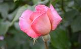 Let's Celebrate rose photo