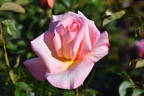 Let's Celebrate rose photo