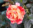 Love In rose photo